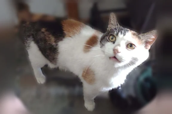 Lost cat, Coaling Road, 359, Cloverdale - female, tri-colored - photo