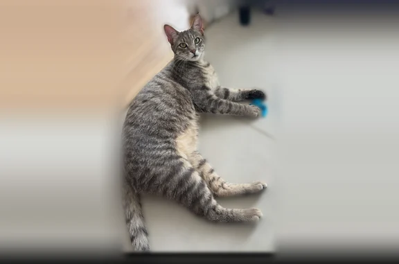 Perdu chat femelle, Route de Valence, 10, Beaumont-lès-Valence, Paris - jeune chatte stérilisée tigrée gris et blanc - photo
