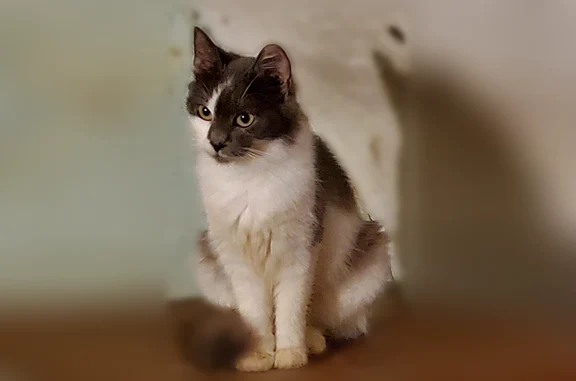 Chat perdu, femelle, Rue du Milieu, 6, Ancône — petite, poils mi-longs blanc et gris - photo
