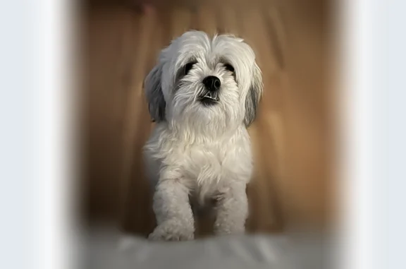 Lost dog, 6th Street Northwest, 1506, Hickory - female Shih Tzu bichon mix, chipped - photo
