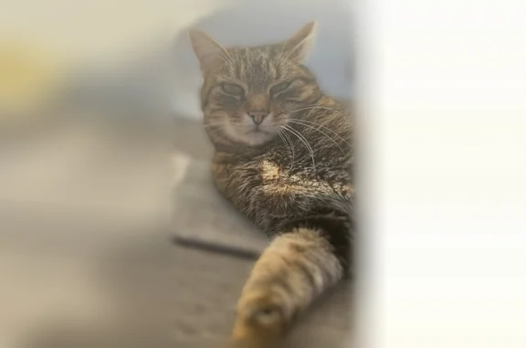 Animaux perdus et trouvés Paris, photo: Chat perdu mâle, Paris - tigré, mince, craintif