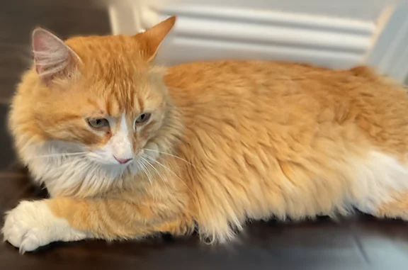 Lost cat, Arches Avenue, Irving - male, orange, fluffy, bushy striped tail - photo