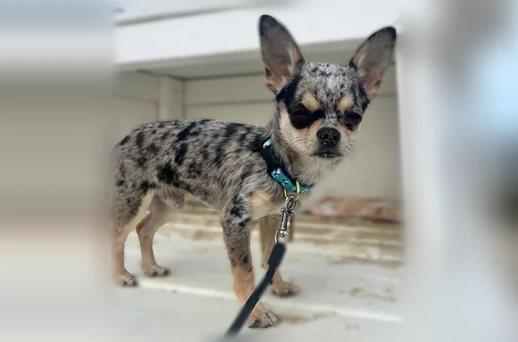 Lost dog, Mallory Square Circle, 20368, Rehoboth Beach — male, merle coloring - photo