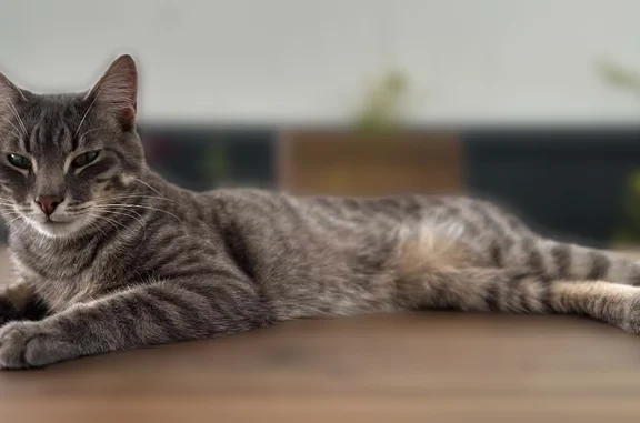 Chat perdu, Rue de la Croix Verte, 6, Vannes - mâle tigré gris - photo
