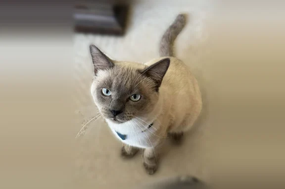 Lost cat, Black Berry Lane, 6139, Dallas - Siamese male, declawed front - photo
