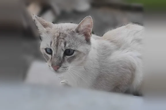 Animaux perdus et trouvés Paris, photo: Chat trouvé mâle, Rue Julien Trévédy, Quimper - beige et gris, calme