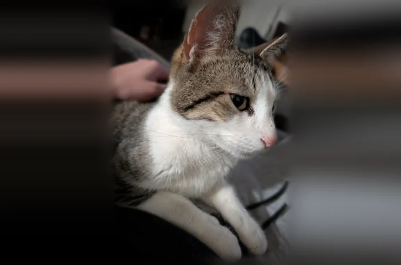 Lost cat, male, Southwest Sweek Drive, 8900, Hillsboro - white underside, cropped left ear - photo