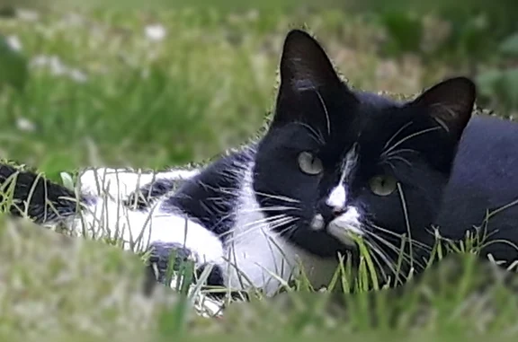 Chat perdu mâle, Rue Mulot, 72B, Saint-Quentin - noir et blanc - photo
