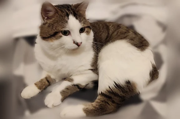 Chat perdu mâle, Le Mas Majou, 4, Bozouls - blanc et tigré - photo