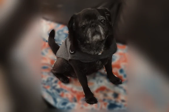Lost dog, Ruff Road, 511, Rockmart - female, 14-year-old black pug - photo