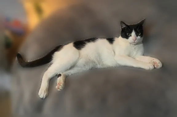 Lost pets Chandler, photo: Lost cat, North Criss Street, 722, Chandler - male, black and white, black spot on back left leg