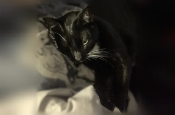 Lost cat, Richmond Hill, Georg...
