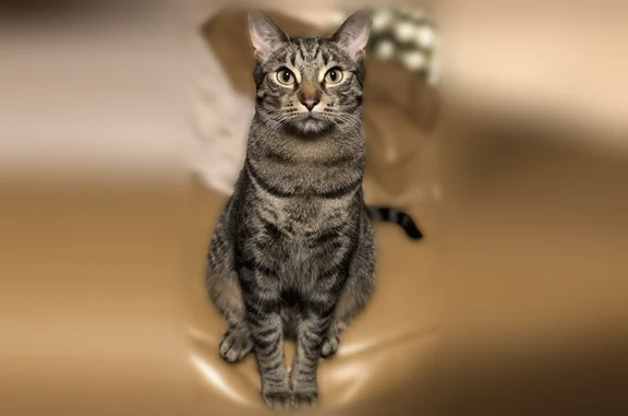 Lost cat, Alderbrook Place Nor...