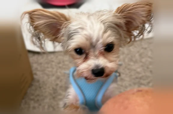 Lost dog, Southwest Manor Lake Drive, 1472, Lee's Summit, Arlington - very timid - photo