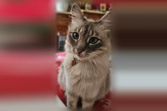 Chat perdu, Rue Joseph Gazan, 1, Nice - gris, tombé du 1er étage - photo