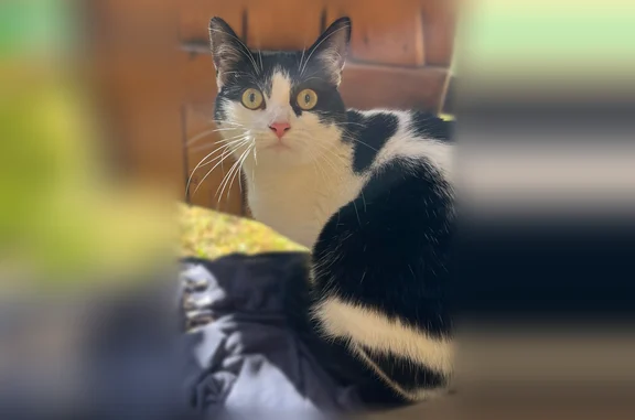 Animaux perdus et trouvés Saint-Aubin-lès-Elbeuf, photo: Chat trouvé, Rue Isidore Maillé, 17, Saint-Aubin-lès-Elbeuf - jeune adulte, chat d’intérieur