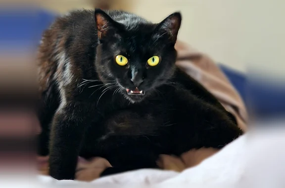 Perdu chat femelle, Rue des Romains, 3, Blotzheim, Paris - pelage entièrement noir, légèrement en surpoids - photo
