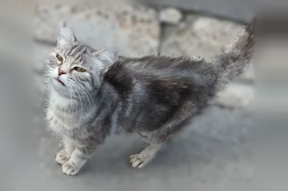 Chaton environ 3 mois Gris clair Il est depuis 3 jours dans l'impasse.