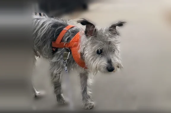 Missing dog Los Angeles, photo: Lost dog, Normandie Avenue, 1275, Los Angeles - male, wearing a bright orange vest