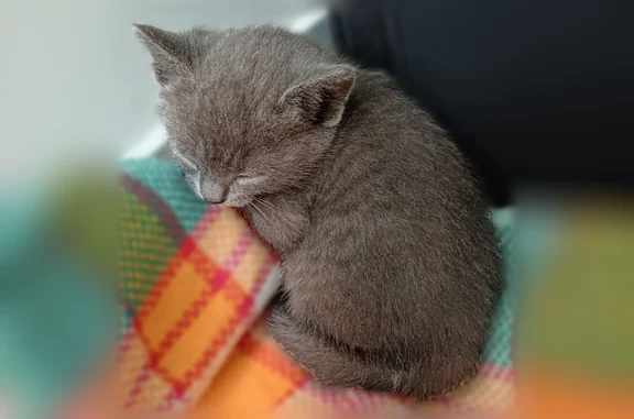 Chat trouvé Martigné-Briand, photo: Chat trouvé, Rue des Coteaux, 18, Terranjou, Martigné-Briand - très jeune chaton gris