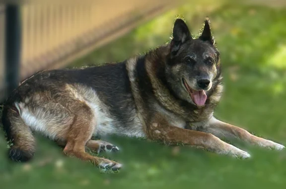 Animaux perdus et trouvés Brive-la-Gaillarde, photo: Chien trouvé, Rue Guillaumet, 31, Brive-la-Gaillarde - très gentil