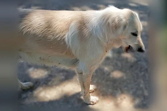 Trouvé chien femelle, Route de...