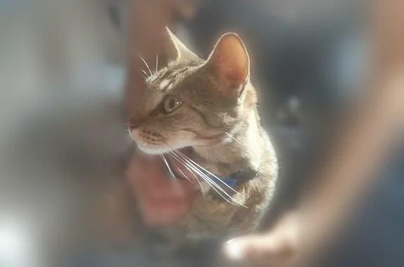 Chat perdu, femelle, Rue de Ch...