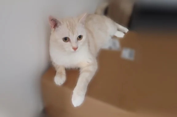 Chat perdu mâle, Rue du Bouswa...