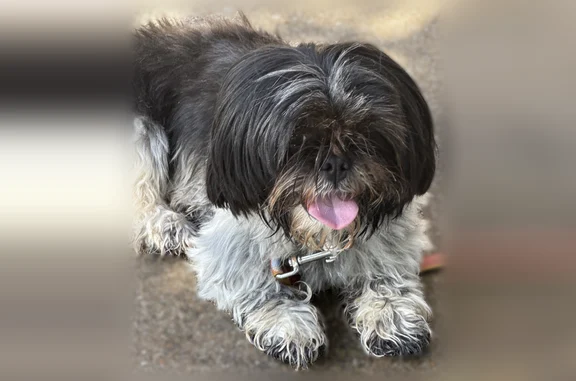 Found dog Irving, photo: Found dog, North Britain Road, 2813, Irving - female, very friendly