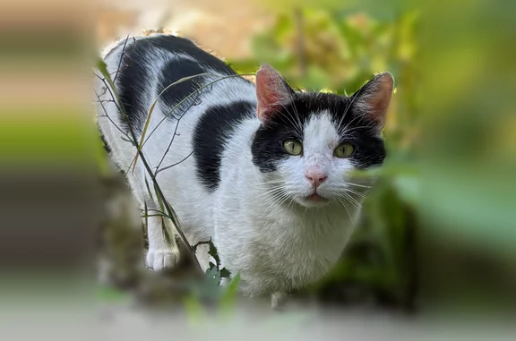 Chat trouvé Langres, photo: Chat trouvé, Rue Cardinal Morlot, Langres - matou noir et blanc