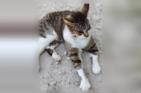 Chat trouvé, Rue du Petit Pari...