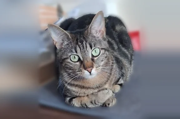 Chat perdu, femelle, Paris — c...