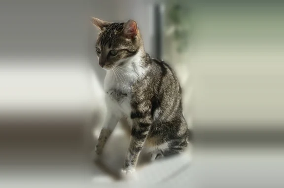 Chat perdu, femelle, Rue d'Ott...