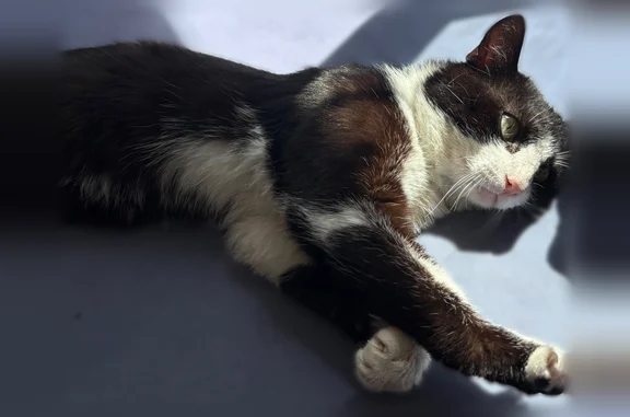 Animaux perdus et trouvés Grenoble, photo: Chat trouvé mâle, Avenue Félix Viallet, 51, Grenoble