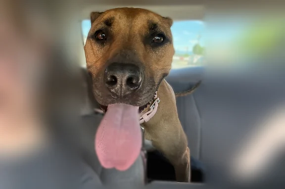 Lost dog, Portland - brown coat, pink collar - photo