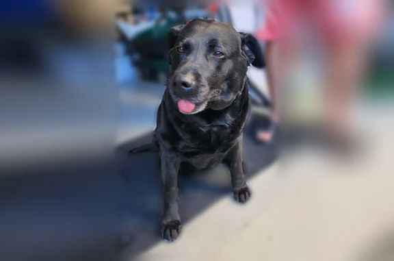 Animaux perdus et trouvés Dardilly, photo: Trouvé chien femelle, Rue du Château d'Eau, Saint-Genis-les-Ollières, Dardilly - labrador noir