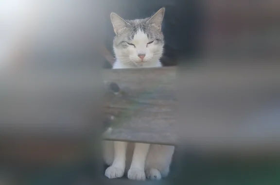 Chat perdu mâle, Paris — socia...