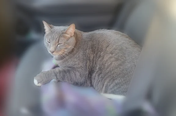 Lost cat, Diamond Peak Lane, 45, Sunriver - polydactyl, large and very sweet - photo