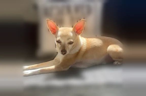 Lost dog, Whittier, California, Las Vegas - male Chihuahua, tan and white, microchipped - photo