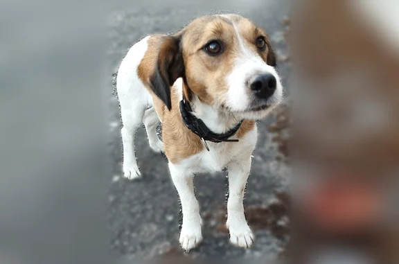 Chien trouvé femelle, Rue de l...