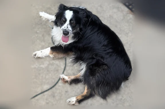 Found dog Park Rapids, photo: Found dog, County Highway 4, 24002, Park Rapids - happy and running along the road