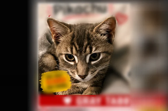 Lost cat, Express Drive South, 6, Lake Ronkonkoma, Holbrook - female, gray with white 