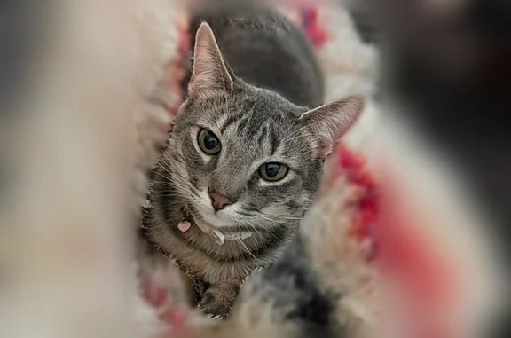 Lost pets New Orleans, photo: Lost cat, Village Green Court, 1001, New Orleans - female grey tabby with a pink and white collar