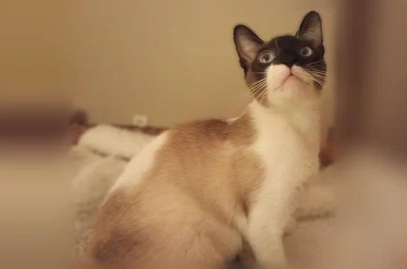 Chat perdu, Chemin Abbé Pierre...