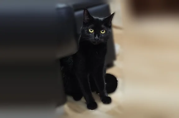 Animaux perdus et trouvés Vaujours, photo: Chat perdu, Rue Albert David, 4, Vaujours - femelle, yeux vert jaune