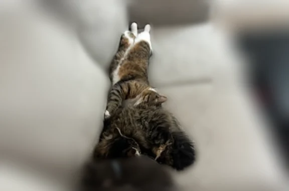 Lost cat, West 4050 North, 641, Lehi, Arlington - male - photo