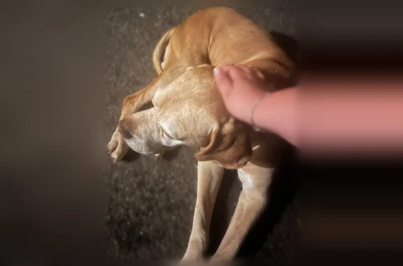 Chien trouvé mâle, Avenue Jacq...