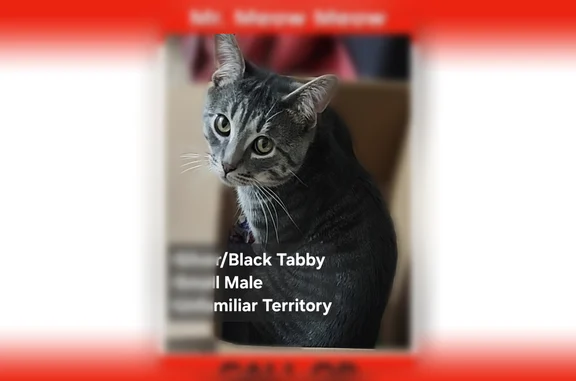 Lost cat, male, Wiseman Road, 8120, Lambertville - grey/silver/black, small - photo