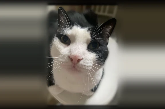 Lost cat, Bales Lane, 2303, Knoxville - older black and white tuxedo shorthair, missing an incisor - photo