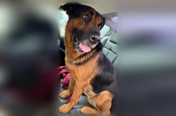 Found pets Houston, photo: Found dog, FM 1092 Road, 2447, Missouri City, Houston - male, large, brown and black coat